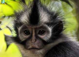 North Sumatran Leaf Monkey