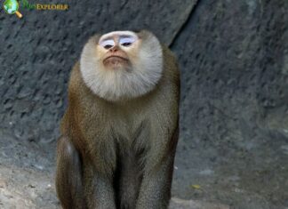 Northern Pig-tailed Macaque