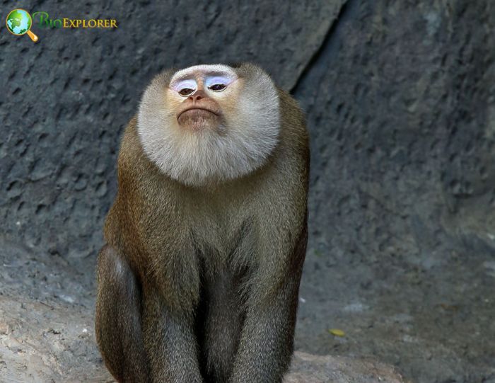 Northern Pig-tailed Macaque