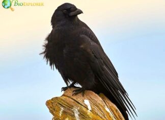 Northwestern Crow