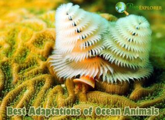 Explore 15 Remarkable Adaptations of Ocean Inhabitants