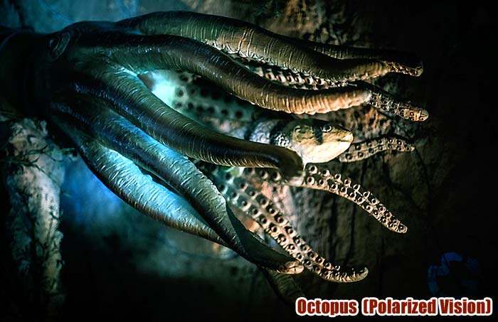 Octopus (Polarized Vision)