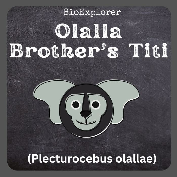 Ollala Brothers' Titi
