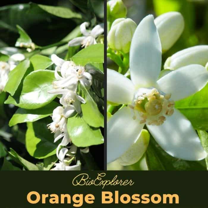 Orange Blossom Orange Blossom