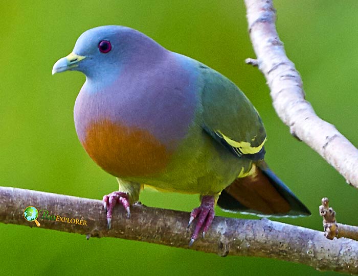 Orange-breasted green pigeon perched on a branch displaying olive green body, orange chest, lavender head, and red eye