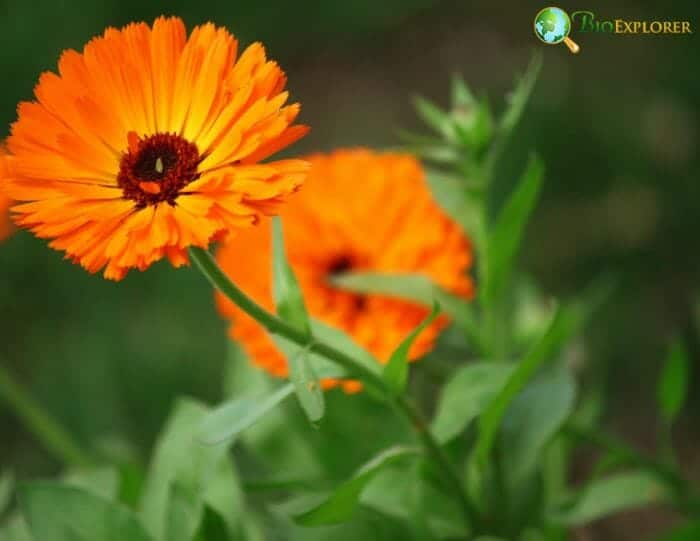 Orange Gerbera Flowers Orange Gerbera Flowers