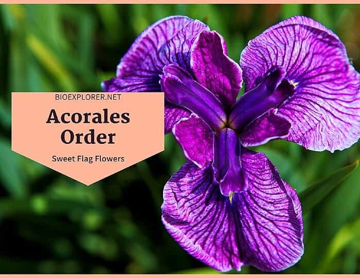 Order Acorales / Sweet Flag Flowers