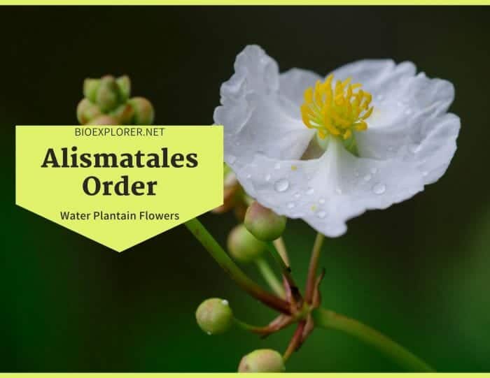 Order Alismatales / Aquatic Flowering Plants