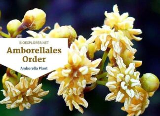 Order Amborellales / Amborella Flower