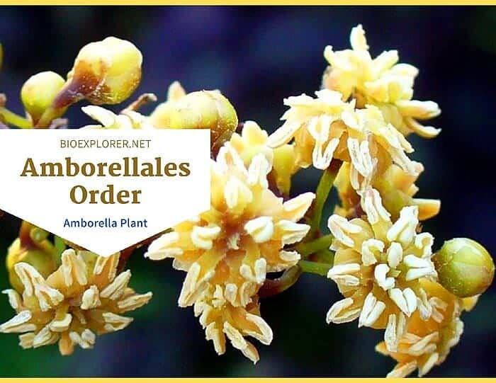 Order Amborellales / Amborella Flower