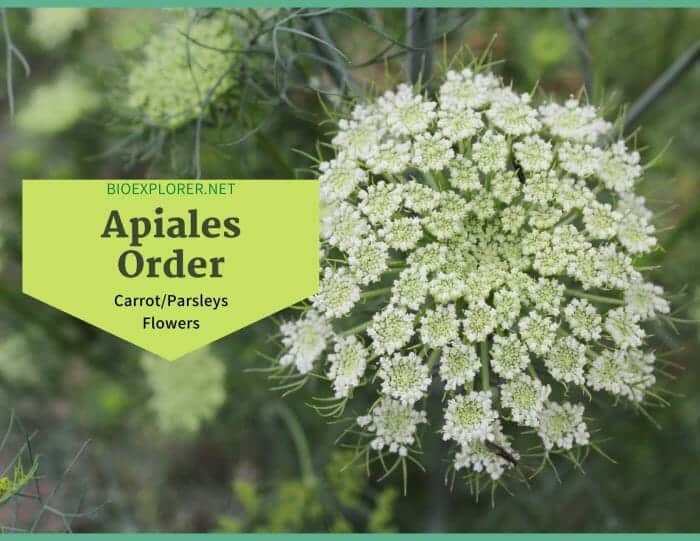 Order Apiales / Carrots and Parsleys Flowers