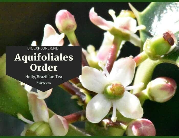 Order Aquifoliales / Holly & Brazillian Tea Flowers