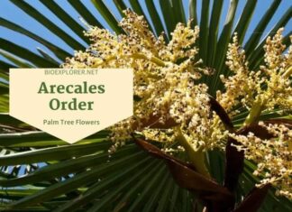 Order Arecales / Palm Tree Flowers
