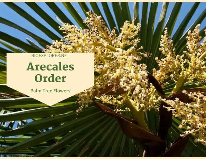 Order Arecales / Palm Tree Flowers