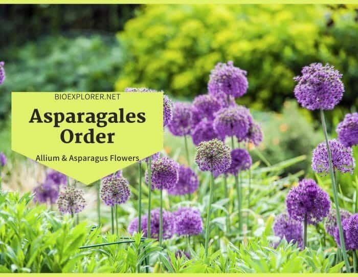 Order Asparagales / Allium and Asparagus Flowers