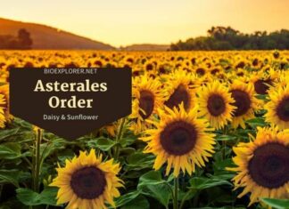Order Asterales / Daisy and Sunflower