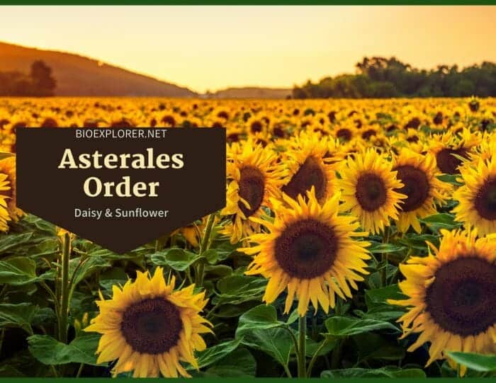 Order Asterales / Daisy and Sunflower