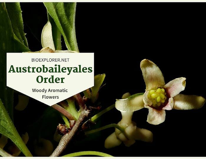 Order Austrobaileyales / Woody Aromatic Flowers