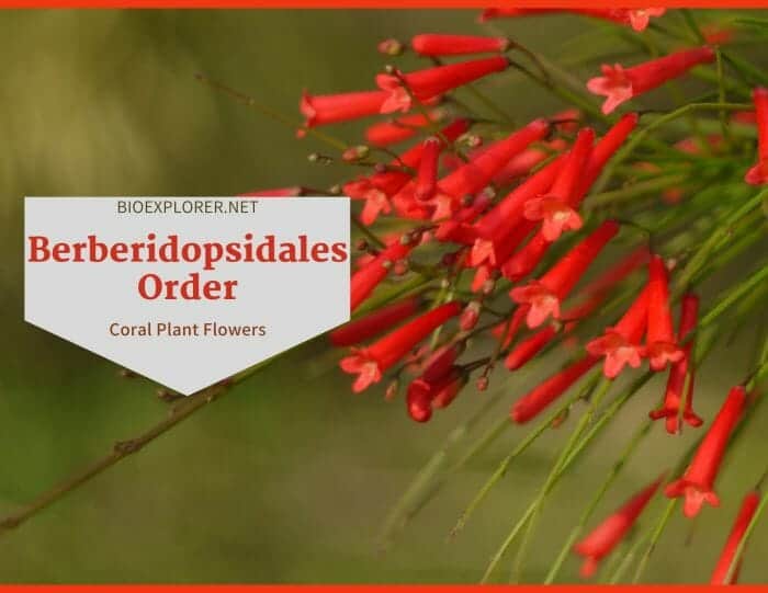 Order Berberidopsidales / Coral Plant Flowers