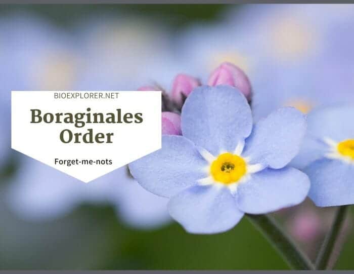 Order Boraginales / Forget-me-not & Comfrey Flowers