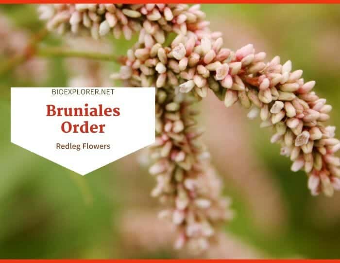 Order Bruniales / Redleg & Spiny Desfontainia Flowers