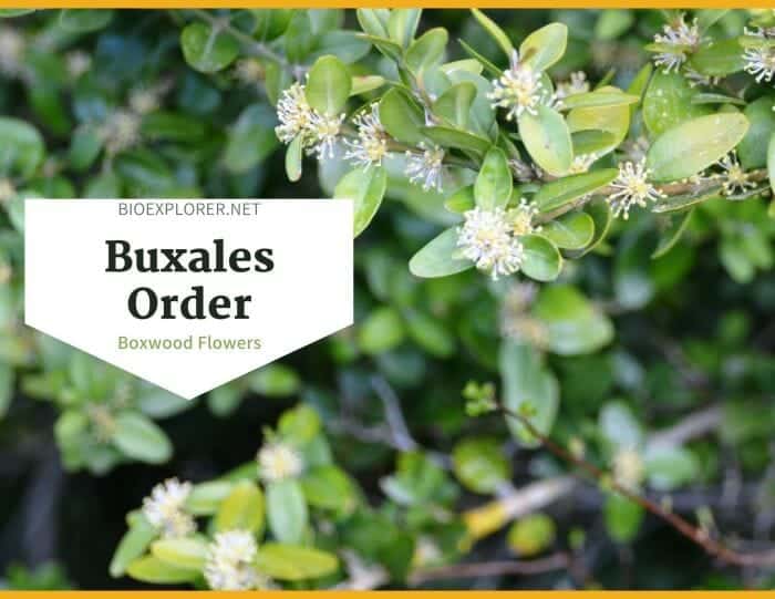 Order Buxales / Boxwood Flowers
