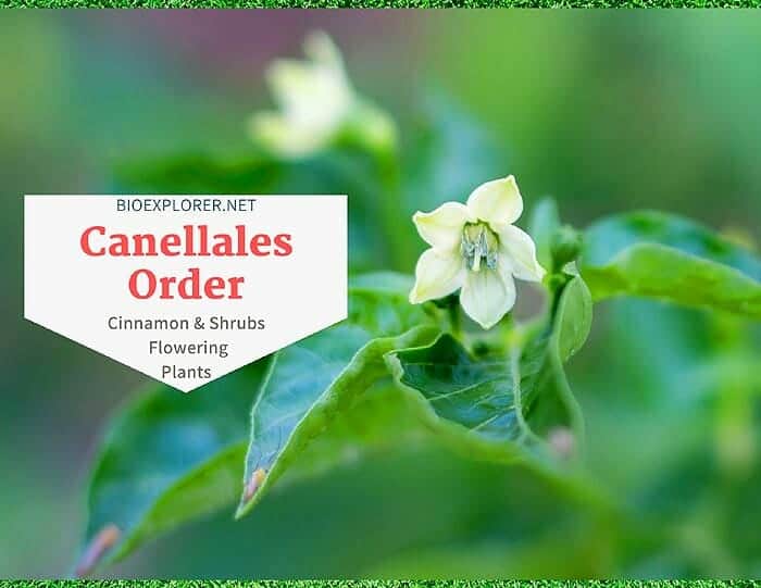 Order Canellales / Cinnamon & Shrub Flowers