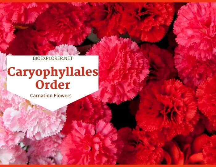 Order Caryophyllales / Pink and Carnation Flowers