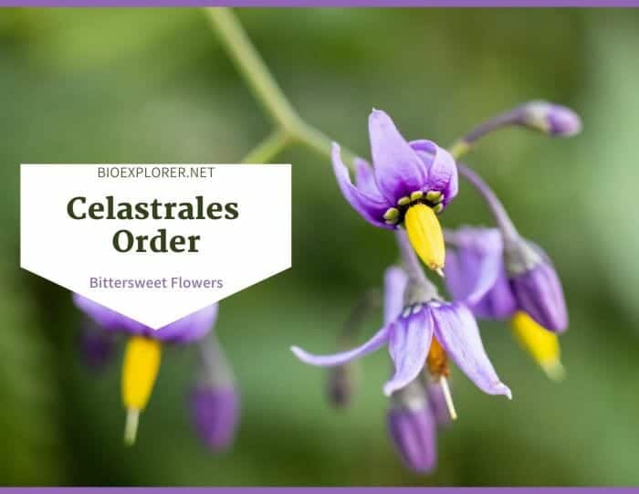 Order Celastrales / Bittersweet Flowers