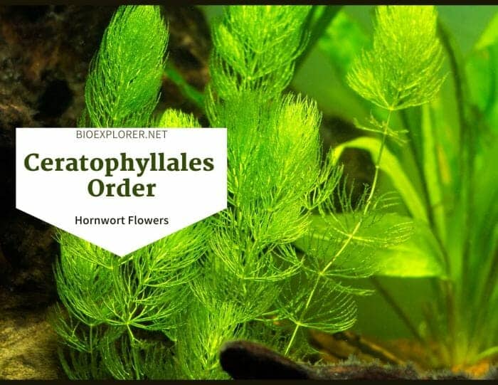 Order Ceratophyllales / Hornwort Flowers