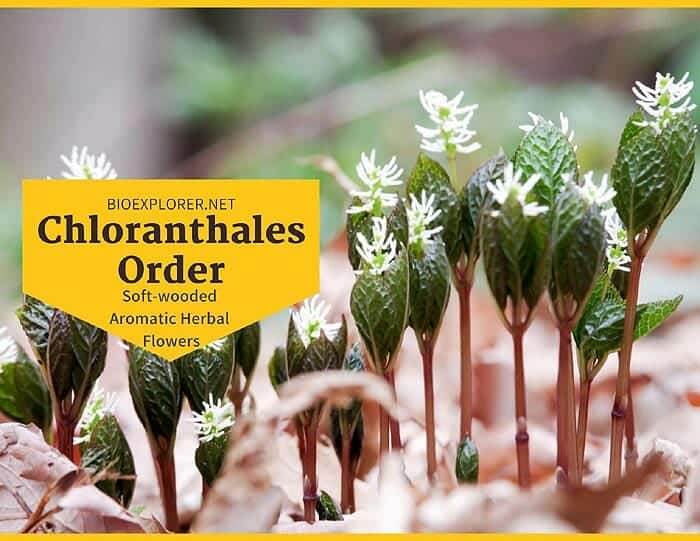 Order Chloranthales / Soft-wooded Herbal Flowers