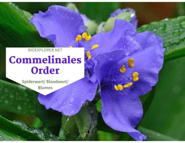 Order Commelinales / Spiderwort & Bloodwort Flowers