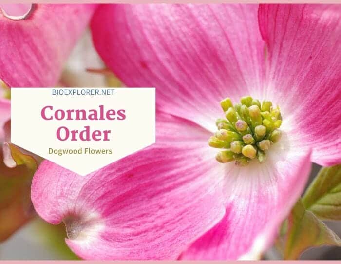 Order Cornales / Dogwood Flowers