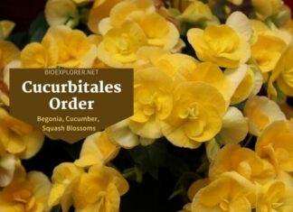 Order Cucurbitales / Begonia, Cucumber & Squash Flowers