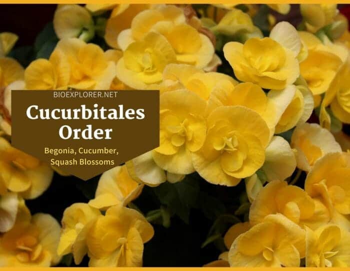 Order Cucurbitales / Begonia, Cucumber & Squash Flowers