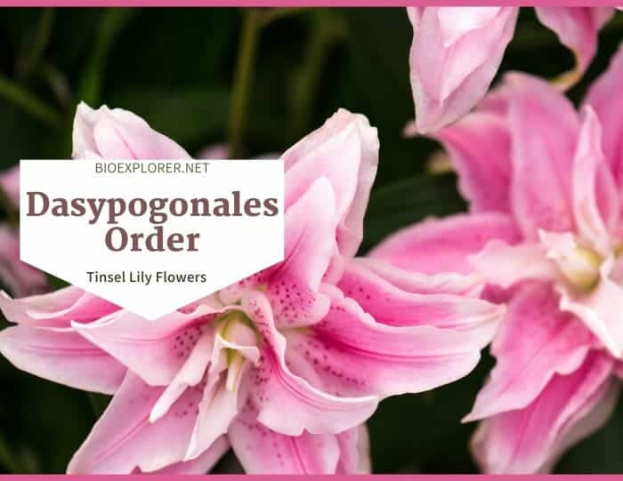 Order Dasypogonales / Tinsel Lily Flowers