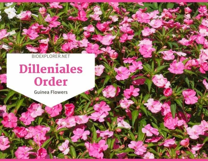 Order Dilleniales / Guinea Flowers