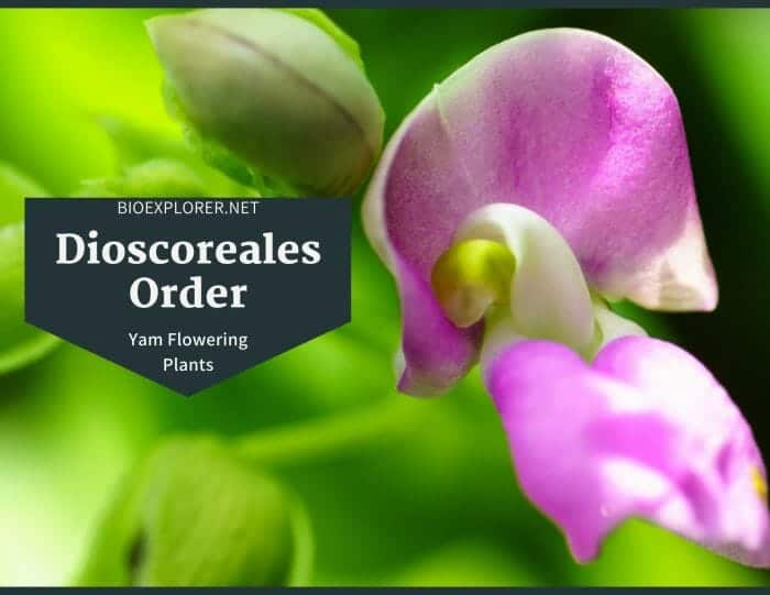 Order Dioscoreales / Yams Flowering Plants