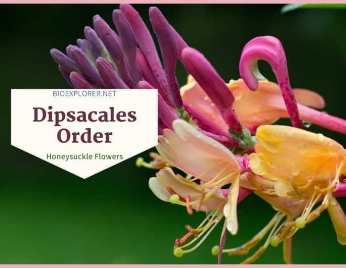 Order Dipsacales / Honeysuckle Flowers