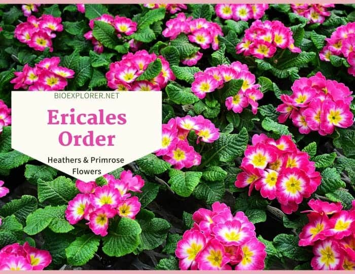 Order Ericales / Heathers and Primrose Flowers