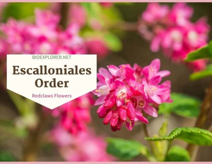 Order Escalloniales / Redclaws & Laurel Flowers