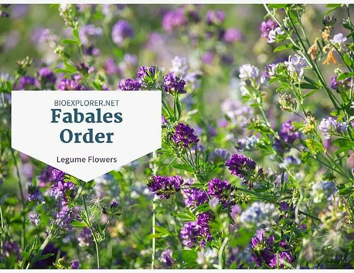 Order Fabales / Legume Flowering Plants