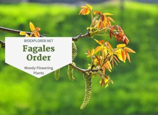 Order Fagales / Woody Flowering Plants