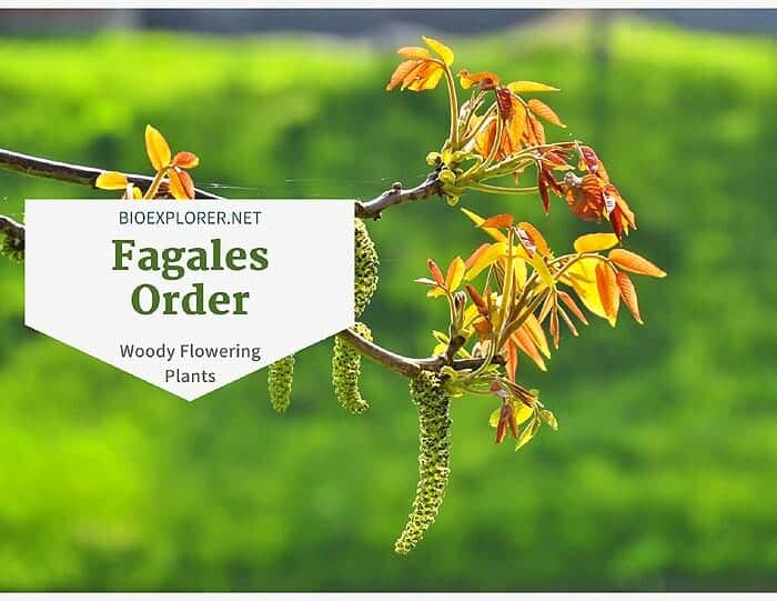Order Fagales / Woody Flowering Plants