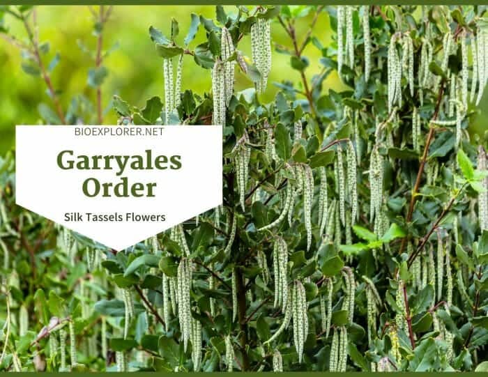 Order Garryales / Silk Tassels Flowers