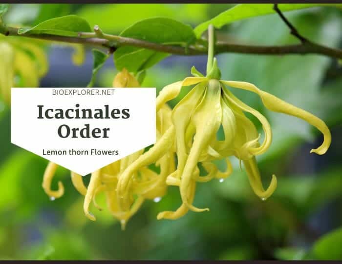 Order Icacinales / Lemon thorn Flowers