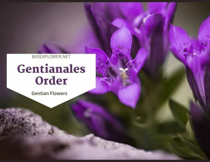 Order Gentianales / Gentian Flowers