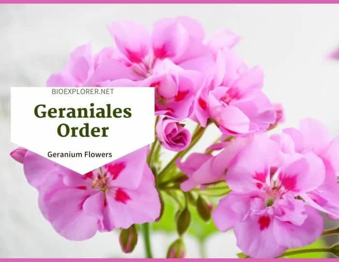 Order Geraniales / Geranium Flowers