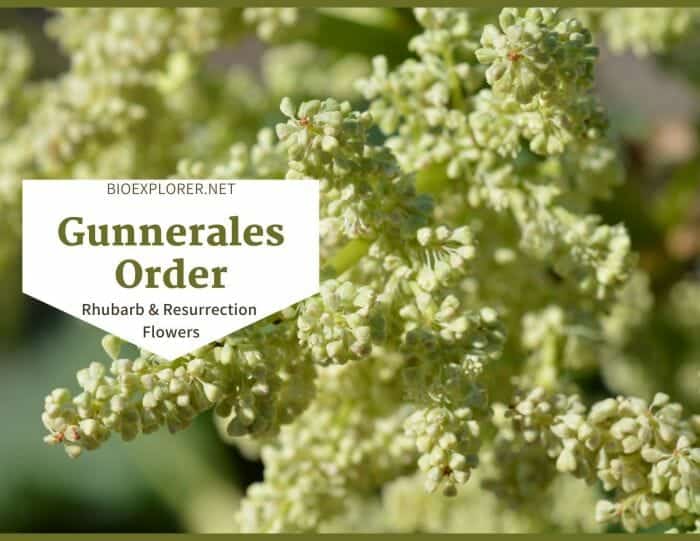 Order Gunnerales / Rhubarb & Resurrection Flowers