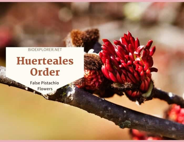 Order Huerteales / False Pistachio & Olomea Flowers